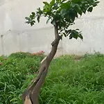 L'incognita Oda ve Kahvaltı