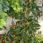 Oda ve Kahvaltı L'incognita San Nicolo d'Arcidano