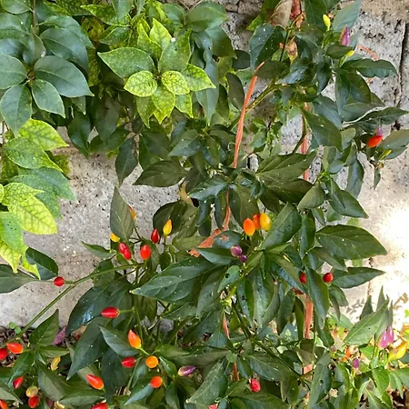 Bed & Breakfast L'incognita San Nicolo d'Arcidano